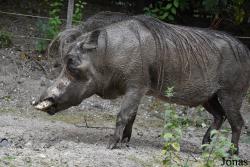 Allwetterzoo Münster