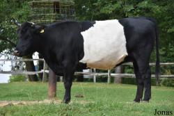 Vache Lakenvelder