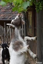 GaiaZOO