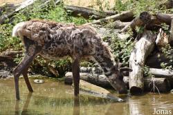 GaiaZOO