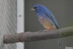 Passerina rositae
