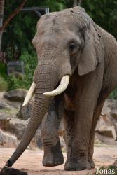 Zoo d'Amnéville
