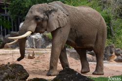 Zoo d'Amnéville