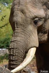 Zoo d'Amnéville