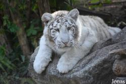 Zoo d'Amnéville