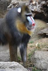 Zoo d'Amnéville