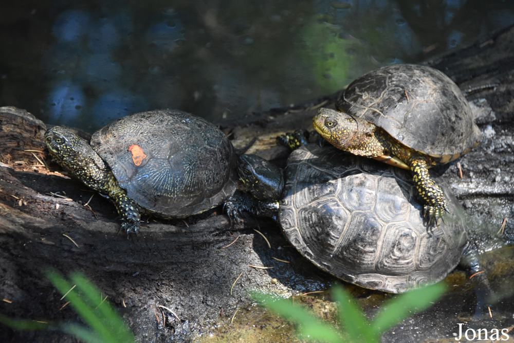 Parc Zoologique et Botanique de Mulhouse