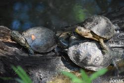 Parc Zoologique et Botanique de Mulhouse