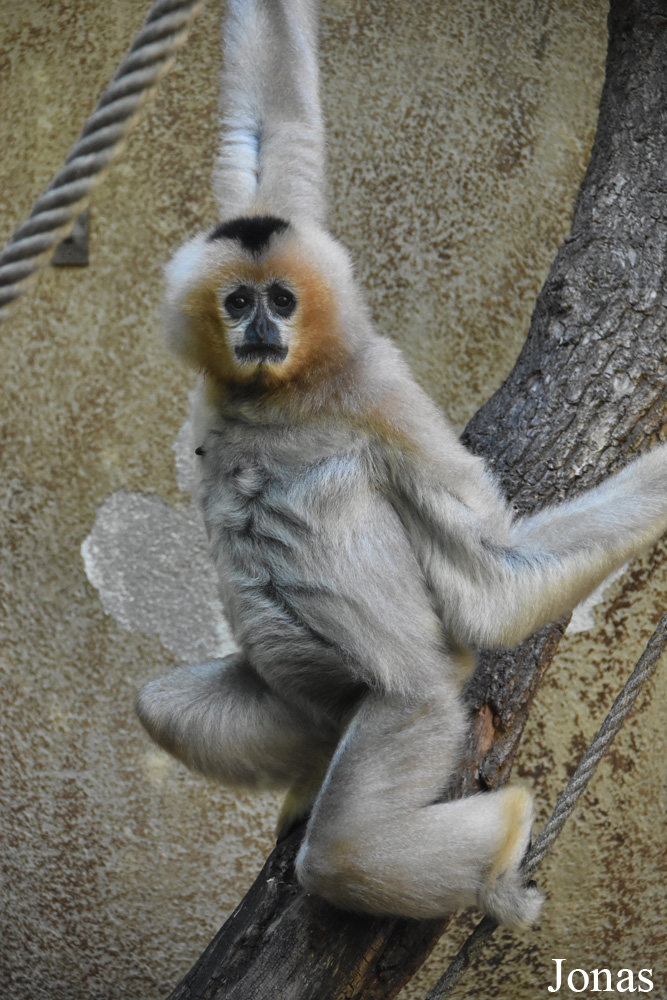 Parc Zoologique et Botanique de Mulhouse