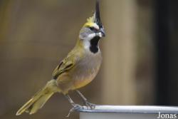 Gubernatrix cristata