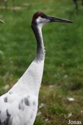 Antigone canadensis x Grus japonensis