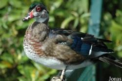 Vogelpark Walsrode