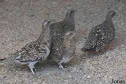 Marchand d'animaux