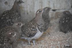 Marchand d'animaux