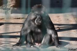 Zoo de l'Orangerie