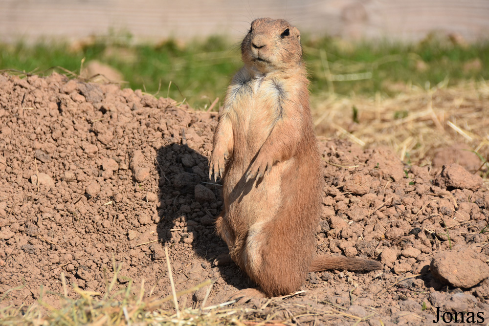 Parc Animalier de Sainte-Croix