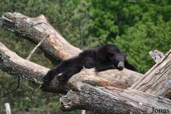 Parc Animalier de Sainte-Croix