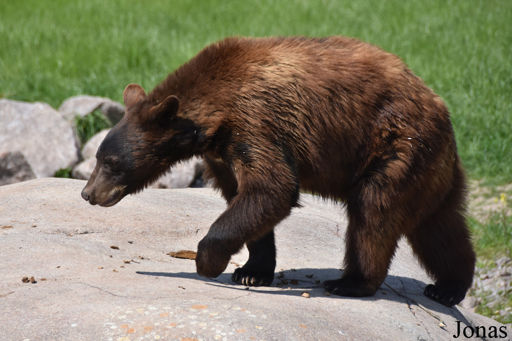Parc Animalier de Sainte-Croix