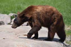 Parc Animalier de Sainte-Croix