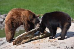 Parc Animalier de Sainte-Croix