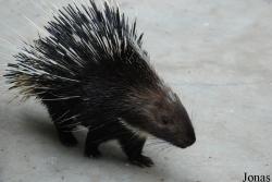 Hystrix brachyura hodgsoni