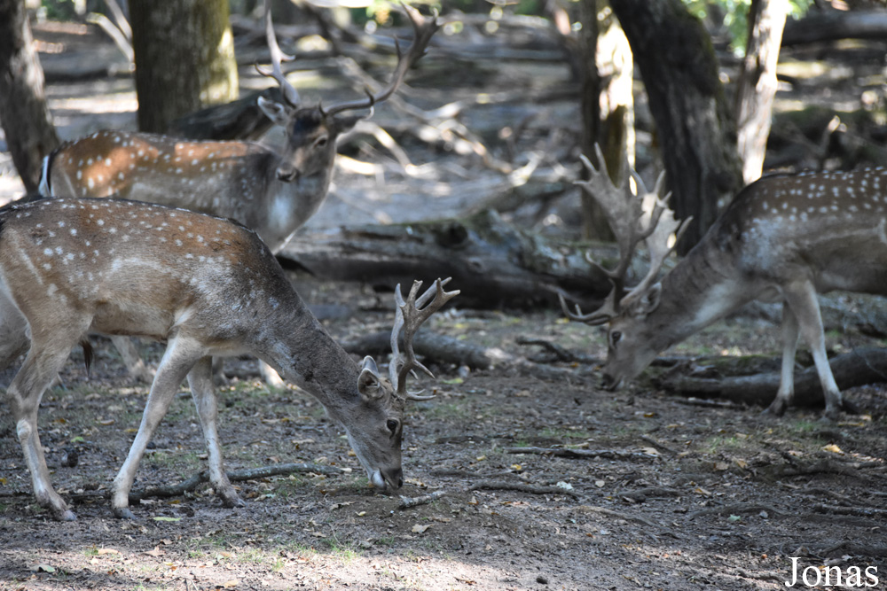 Parc Animalier de Sainte-Croix