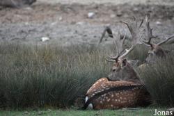 Parc Animalier de Sainte-Croix