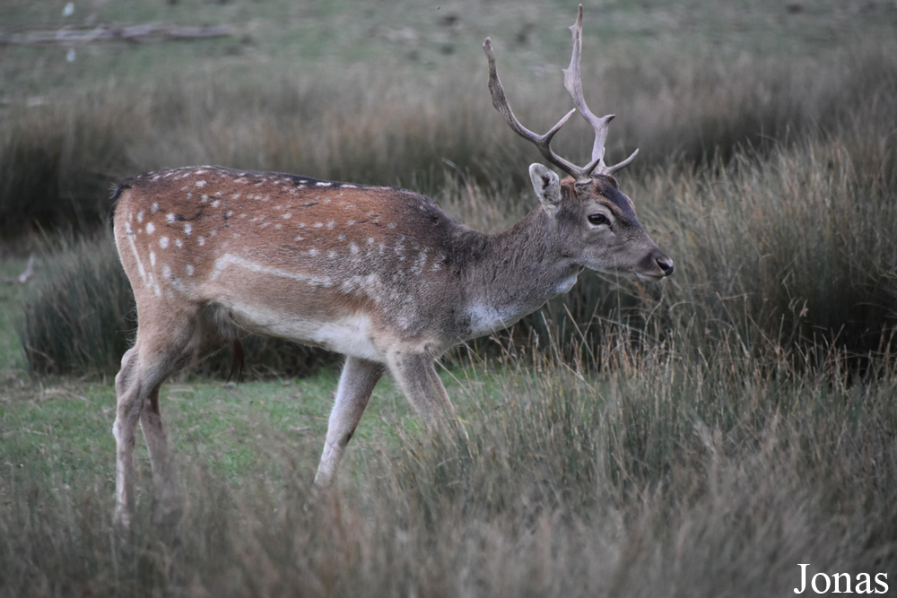 Parc Animalier de Sainte-Croix