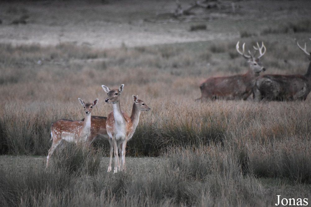 Parc Animalier de Sainte-Croix