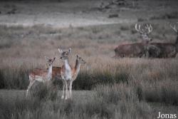 Parc Animalier de Sainte-Croix