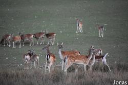 Parc Animalier de Sainte-Croix