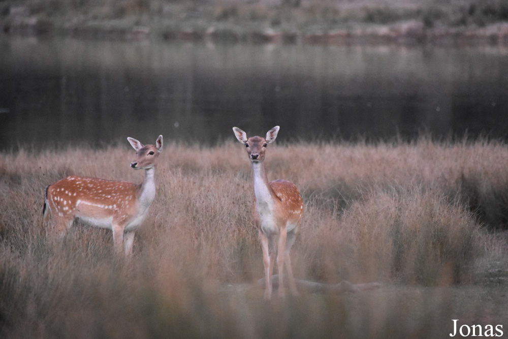 Parc Animalier de Sainte-Croix