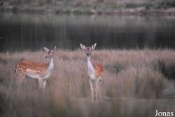 Parc Animalier de Sainte-Croix