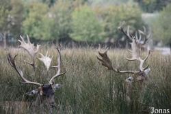 Parc Animalier de Sainte-Croix