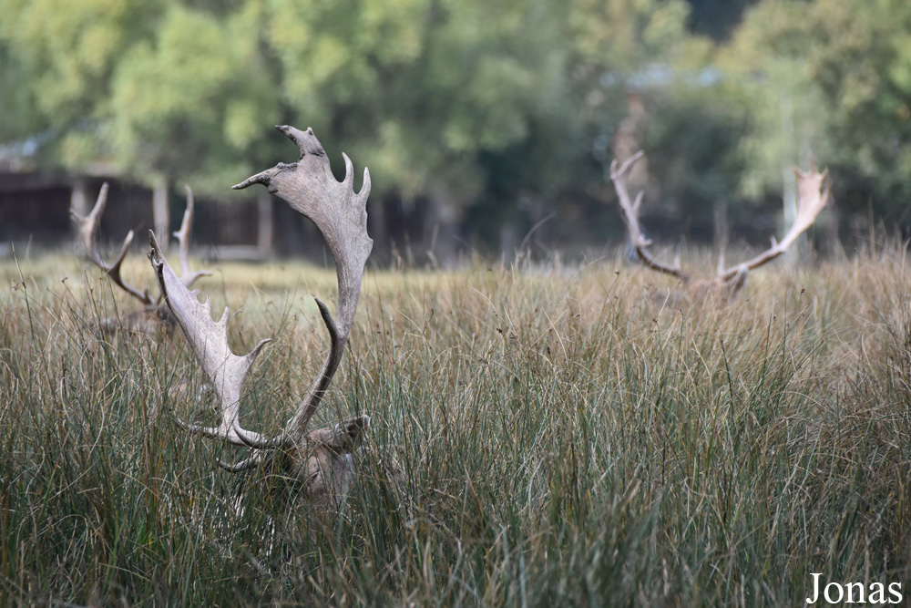 Parc Animalier de Sainte-Croix