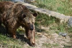 Parc Animalier de Sainte-Croix