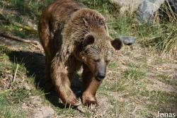 Parc Animalier de Sainte-Croix