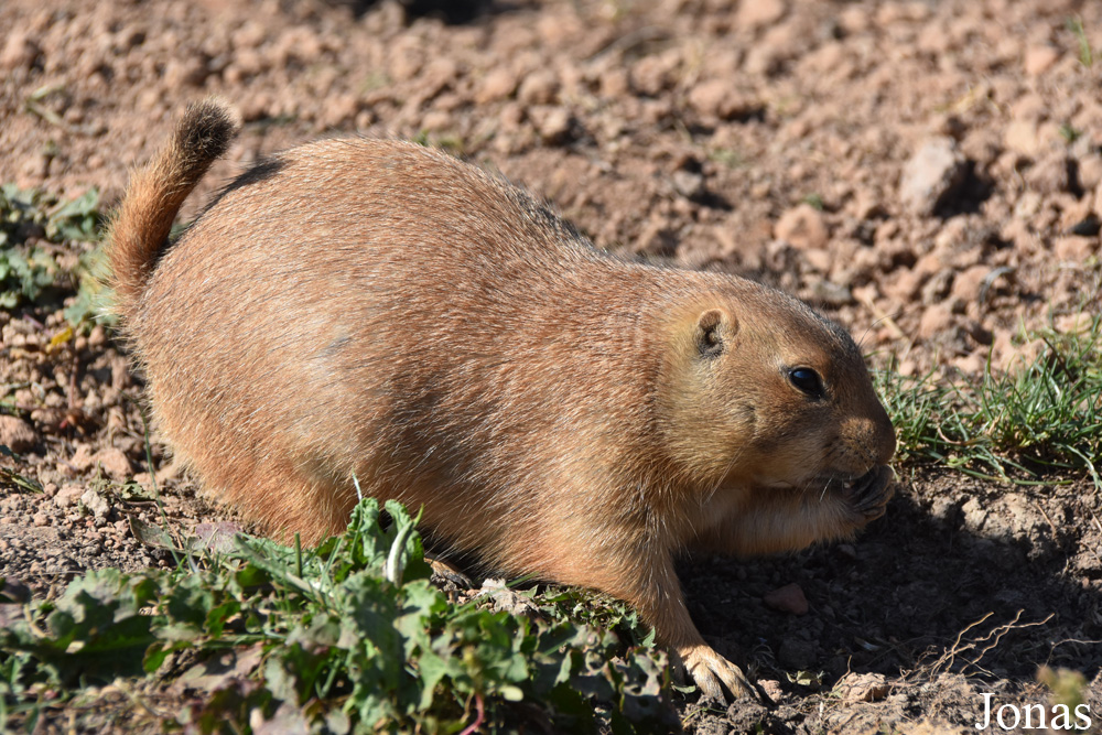 Parc Animalier de Sainte-Croix