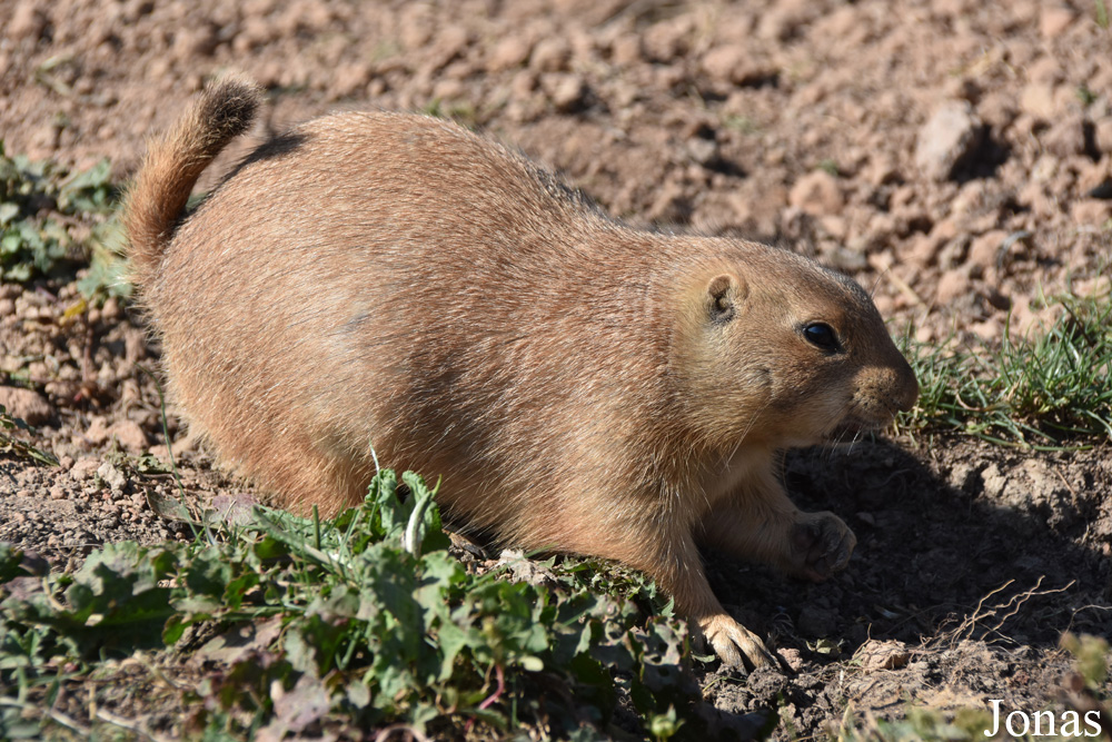 Parc Animalier de Sainte-Croix
