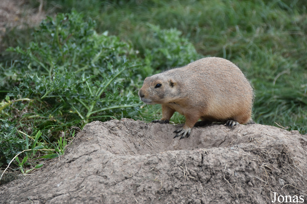 Parc Animalier de Sainte-Croix
