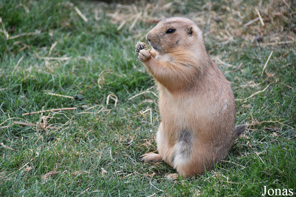 Parc Animalier de Sainte-Croix