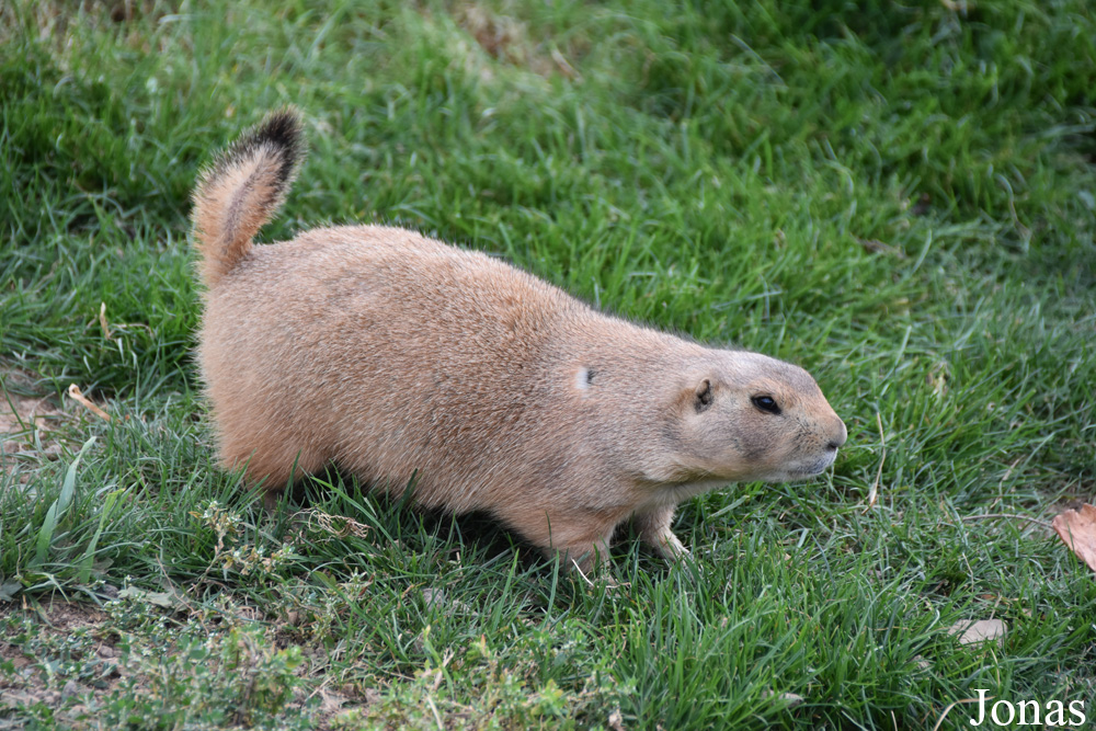 Parc Animalier de Sainte-Croix