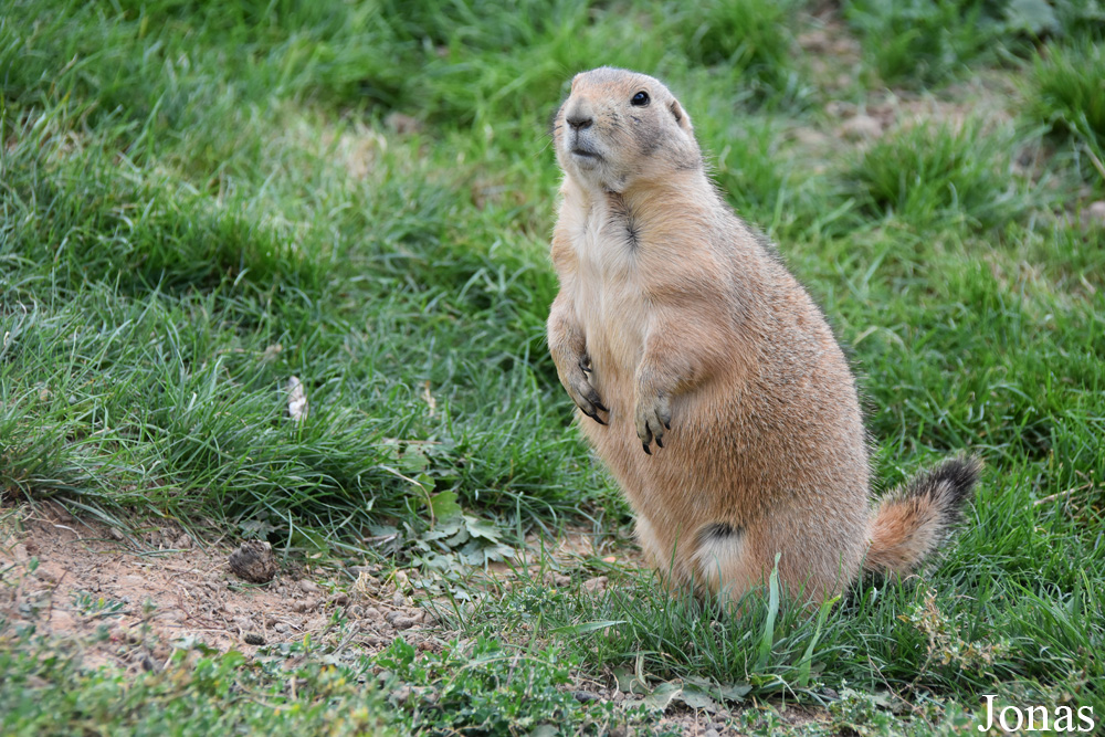 Parc Animalier de Sainte-Croix
