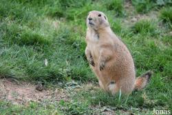 Parc Animalier de Sainte-Croix