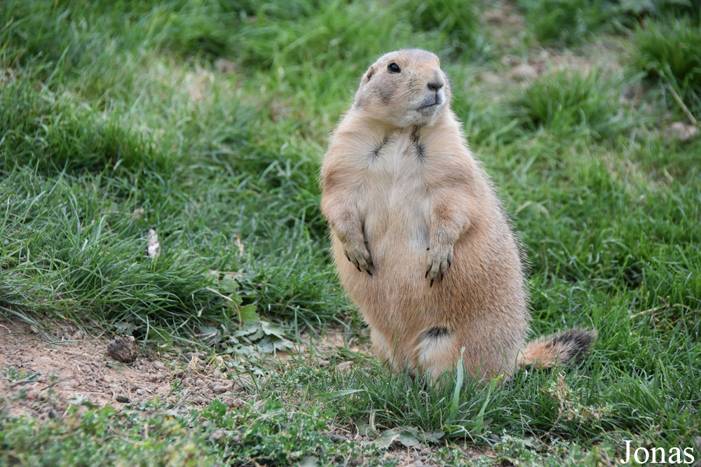 Parc Animalier de Sainte-Croix