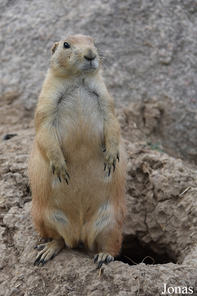 Parc Animalier de Sainte-Croix