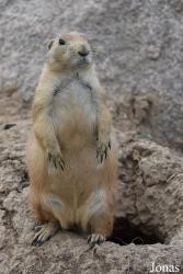 Parc Animalier de Sainte-Croix