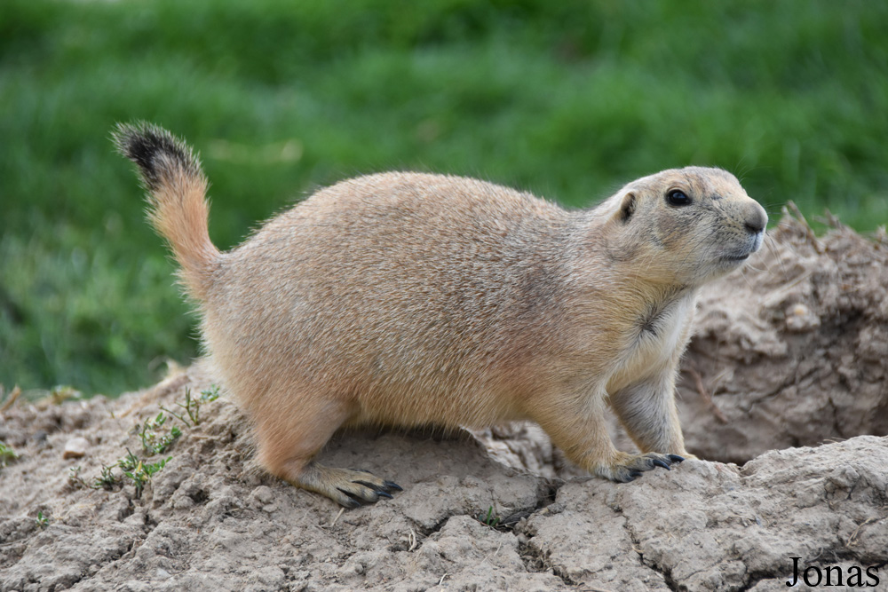 Parc Animalier de Sainte-Croix