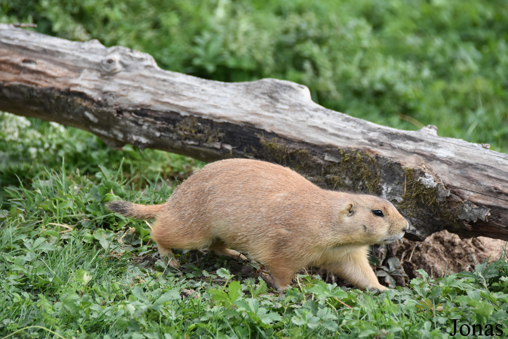 Parc Animalier de Sainte-Croix