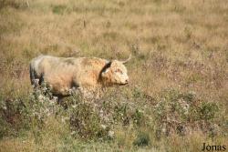 Parc Animalier de Sainte-Croix